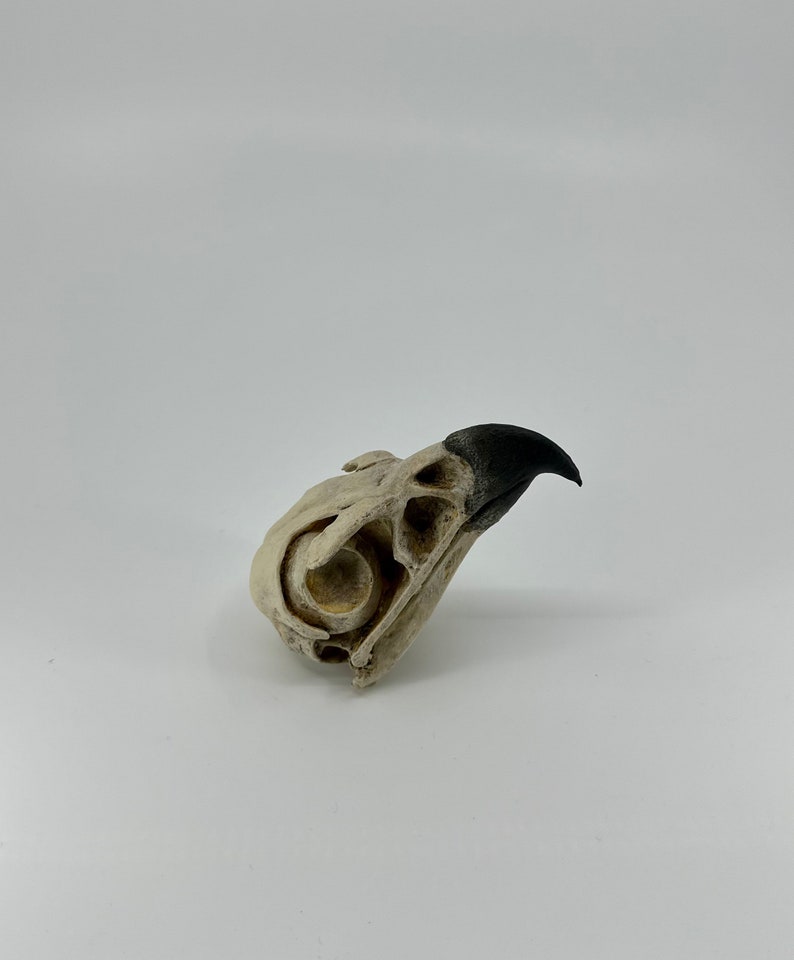 May include: A white bird skull with a black beak. The skull is facing to the right and the beak is pointing up.