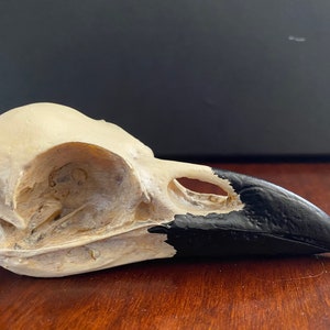 Réplique de crâne de corbeau