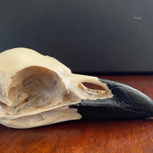 Real Raven Skull - Etsy