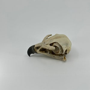 May include: A close-up of a bird skull with a black beak. The skull is white and has a rough texture.