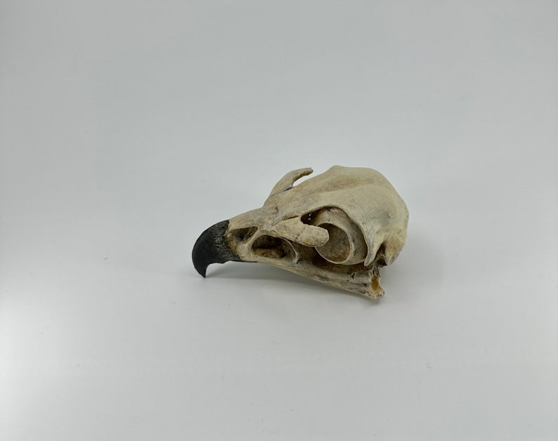 May include: A close-up of a bird skull with a black beak. The skull is white and has a rough texture.