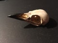 Magpie skull replica