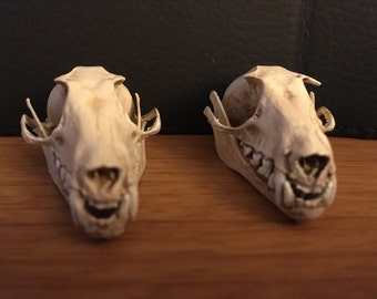 Fruit bat skull replica