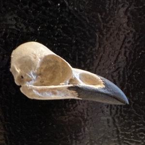 Raven skull magnet