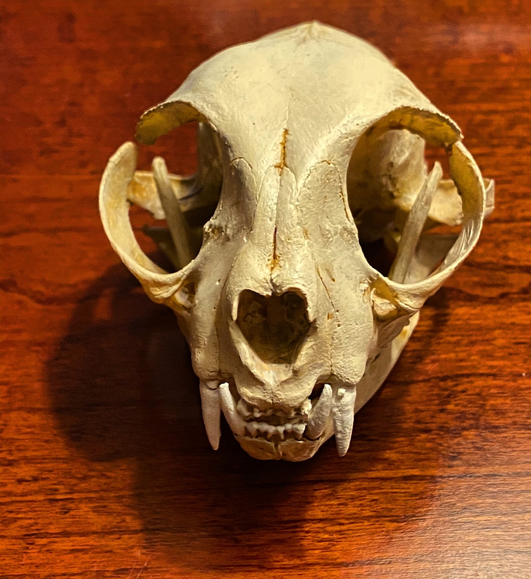 猫の頭蓋骨のレプリカ - Etsy 日本