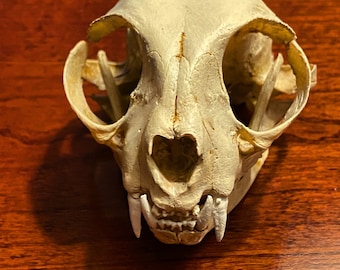 Réplica de cráneo de gato
