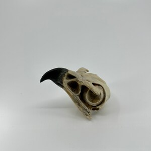 May include: A close-up of a bird skull with a black beak. The skull is white and has a rough texture.