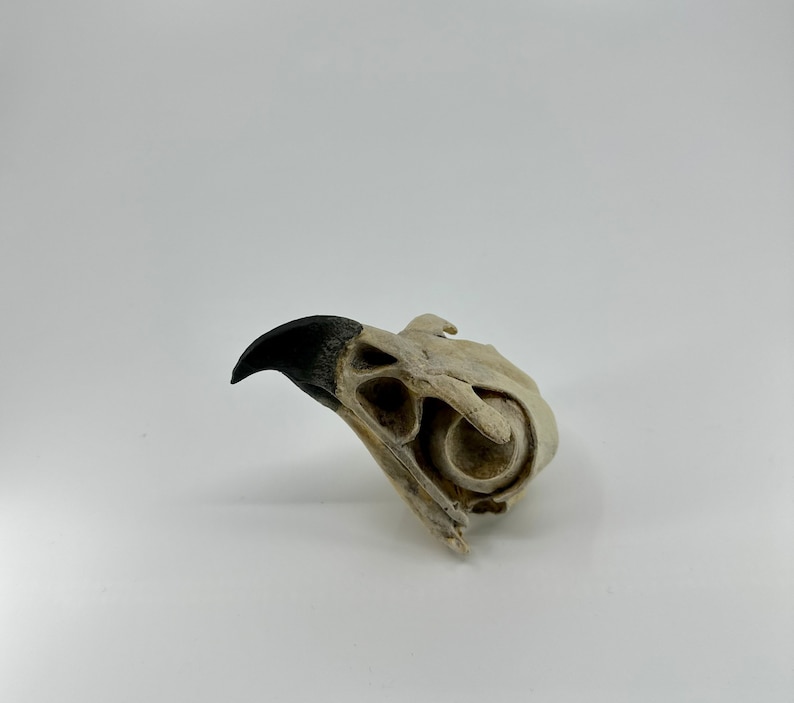 May include: A close-up of a bird skull with a black beak. The skull is white and has a rough texture.