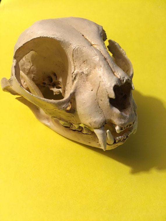 高品質★ボブキャットの頭骨　12ｃｍ 高品質☆ボブキャットの頭骨 12cm