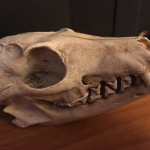 Grey fox skull replica image 1
