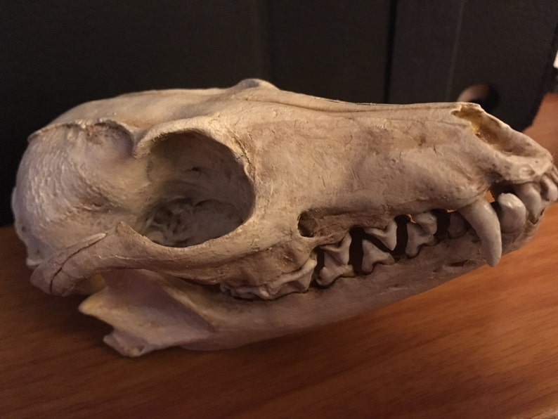 Grey fox skull replica image 1