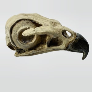 Red tailed hawk skull replica