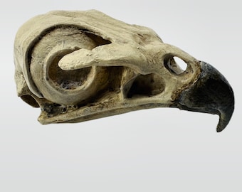 Red tailed hawk skull replica