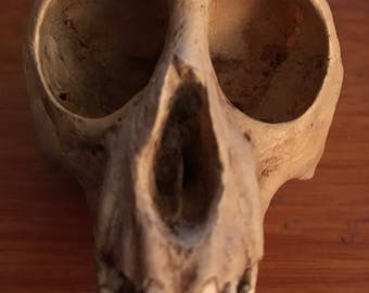 Vervet Monkey Skull Replica