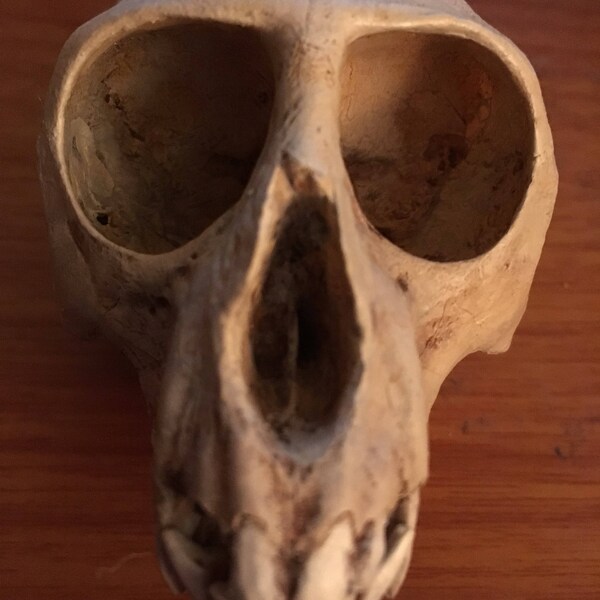 Vervet Monkey Skull Replica