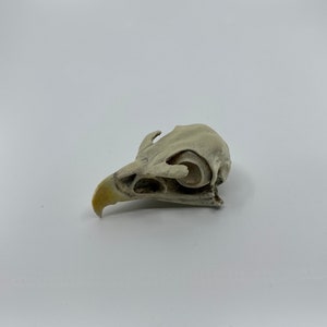 May include: A close-up of a bird skull, light brown in colour. The skull is missing the lower jaw and has a small beak.