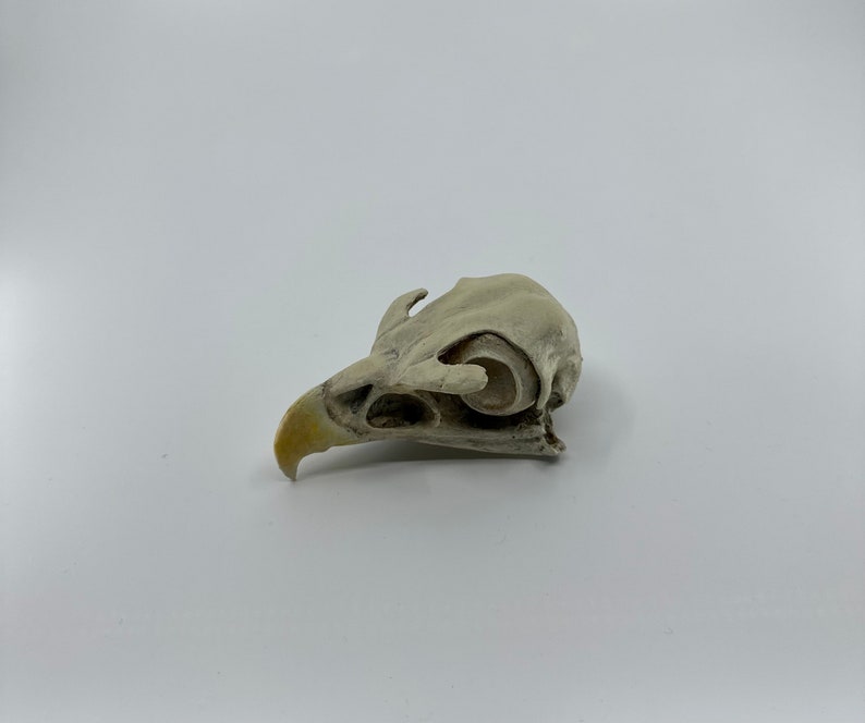 May include: A close-up of a bird skull, light brown in colour. The skull is missing the lower jaw and has a small beak.