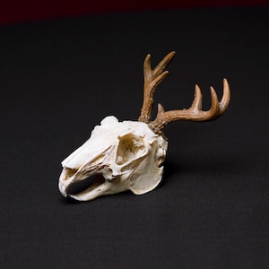 Jackalope Skull