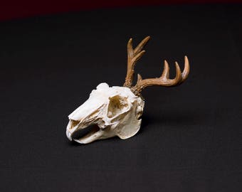 Jackalope Skull