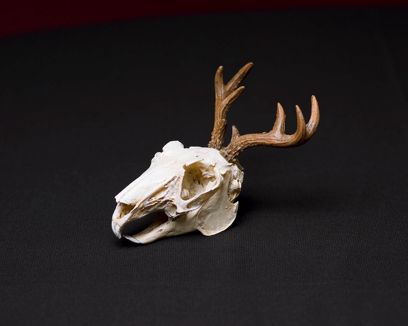 Jackalope Skull image 1