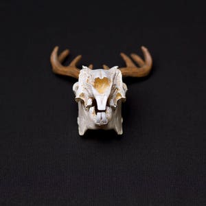 Jackalope Skull image 2