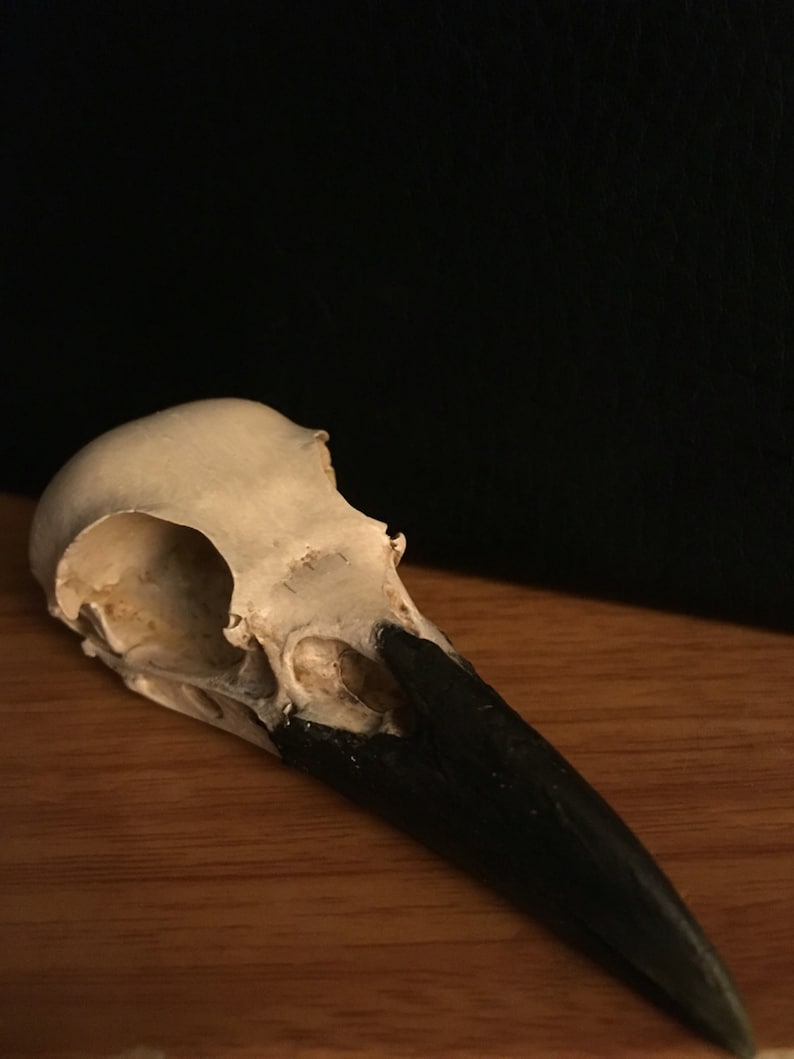Crow skull replica | Etsy
