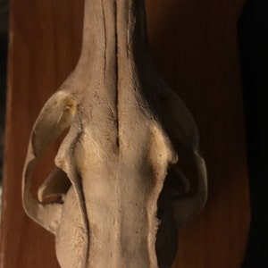 Grey fox skull replica image 3