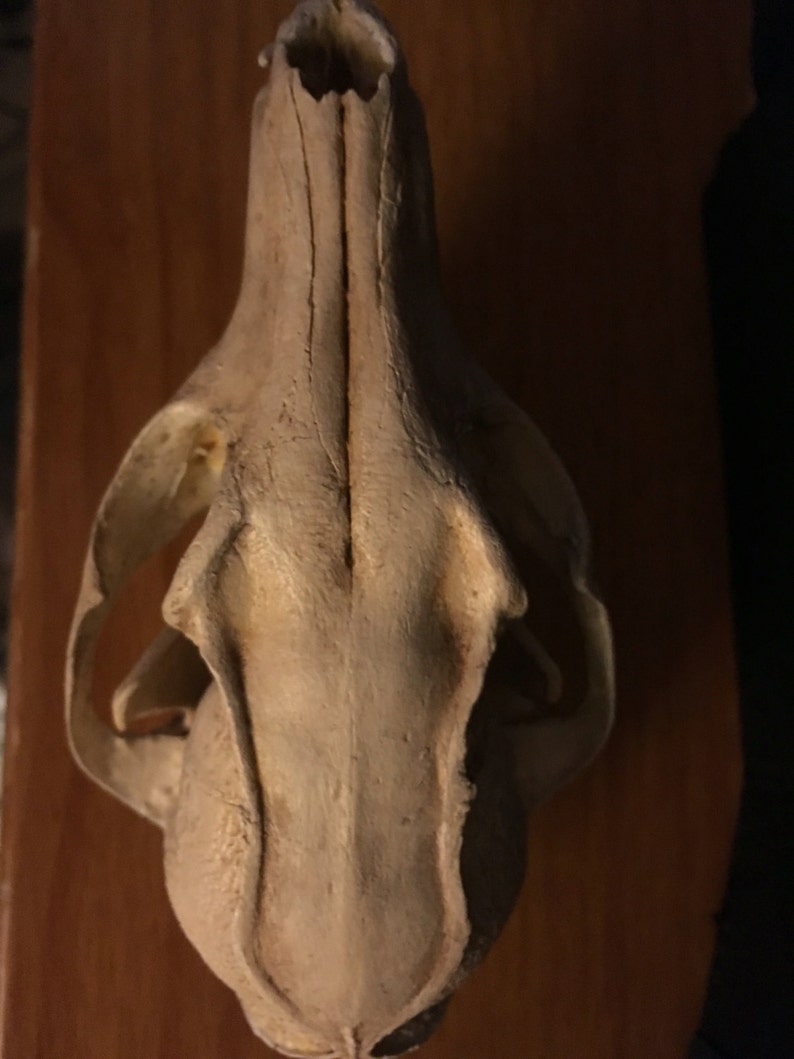 Grey fox skull replica image 3