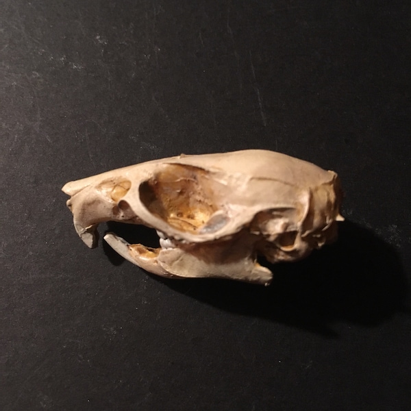 Rat skull replica