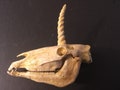 Unicorn skull replica 1/6 scale