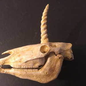 Unicorn skull replica 1/6 scale