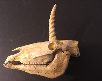 Einhorn Schädel Replik 1/6