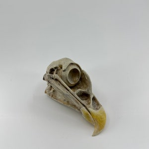 May include: A close-up of a bird skull with a yellow beak. The skull is white and has a hole where the eye socket would be.