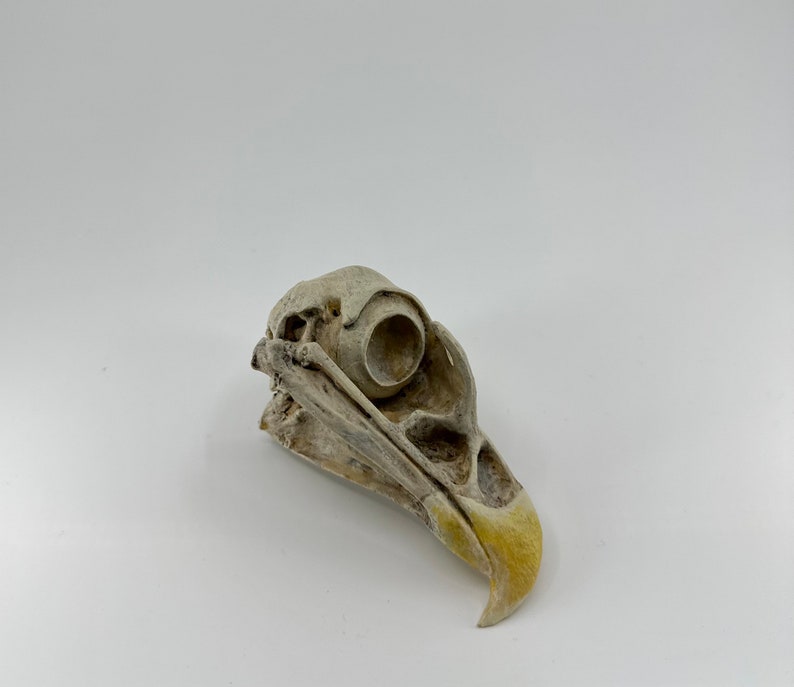 May include: A close-up of a bird skull with a yellow beak. The skull is white and has a hole where the eye socket would be.