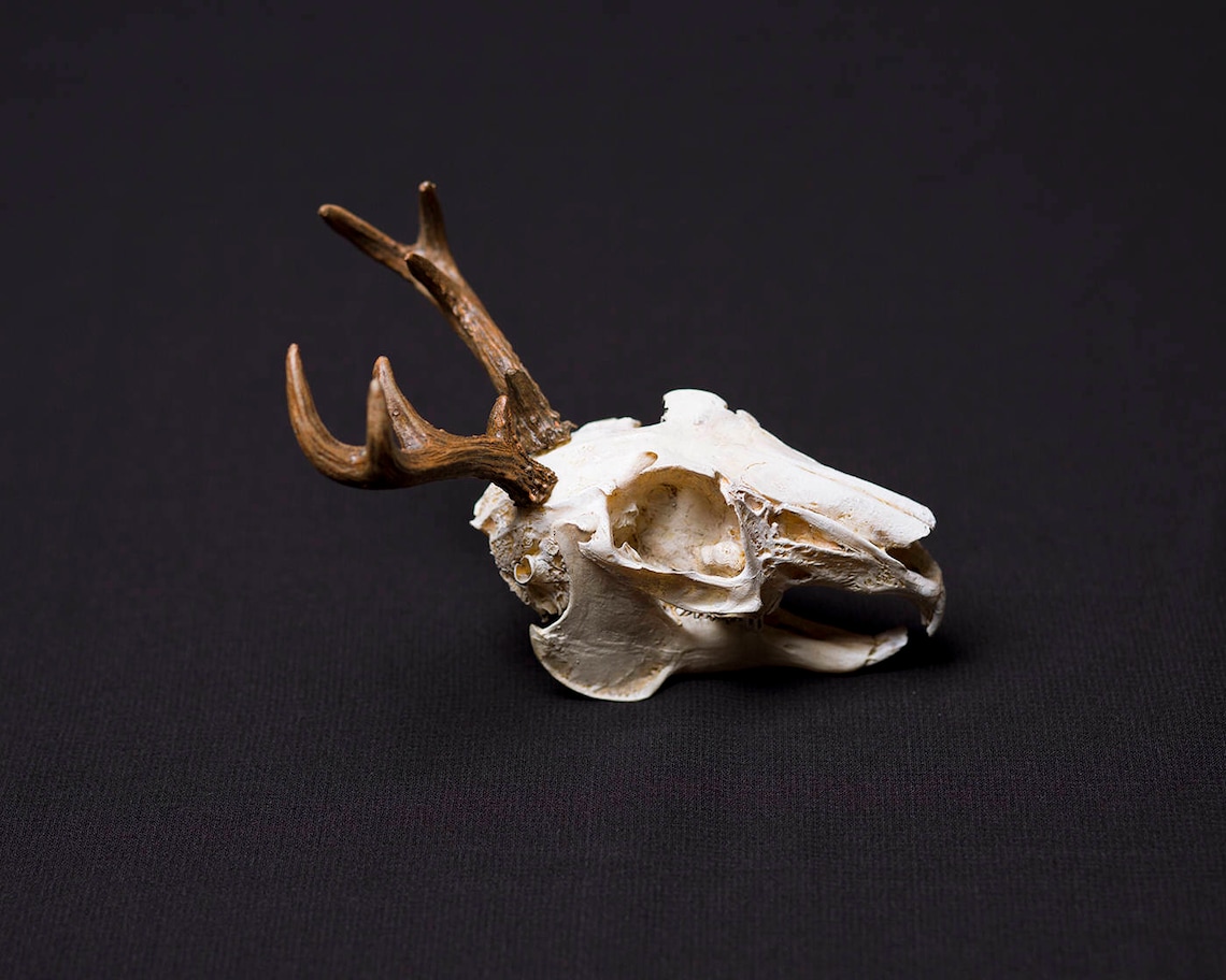 Jackalope Skull | Etsy