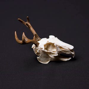 Jackalope Skull image 4