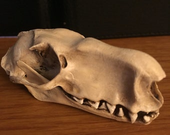Hammerhead Bat Skull Replica - Etsy