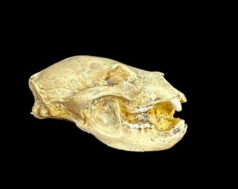 Bear skull magnet