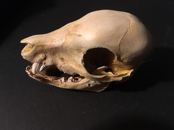 Fetal Pig Skull Replica - Etsy Canada