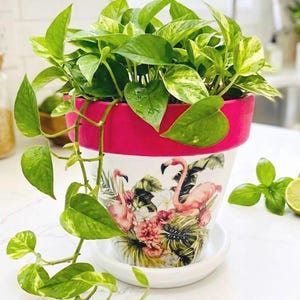 May include: A white ceramic plant pot with a bright pink rim, featuring a colorful graphic print of two pink flamingos surrounded by tropical flowers and green leaves. A trailing pothos plant with variegated green and yellow leaves grows inside.