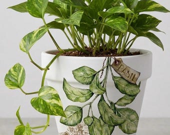 Basil Marketplace Terra Cotta Planter Indoor Decor