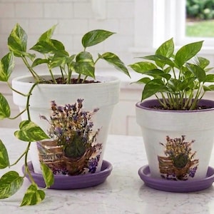 May include: Two white ceramic flower pots with purple rims and saucers, each holding a green plant with variegated leaves. The pots feature a floral design with lavender and the text "Provence".