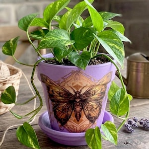 Peut inclure: Un pot de fleurs en terre cuite de couleur lavande avec une soucoupe assortie, orné d'un motif de papillon marron détaillé sur le devant. Une plante pothos aux feuilles vertes panachées pousse dans le pot, avec des tiges qui retombent.