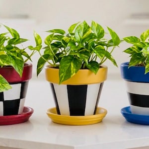 Puede incluir: Tres plantas en macetas con follaje verde vibrante. Las macetas están pintadas con colores y patrones llamativos: tablero de ajedrez rojo y negro, rayas amarillas y negras y rayas azules y negras. Cada maceta se asienta sobre un platillo a juego.
