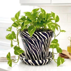 May include: A ceramic plant pot and matching saucer featuring a black and white zebra stripe pattern. A trailing pothos plant with variegated green and cream heart-shaped leaves grows out of the top of the pot, with vines cascading down.