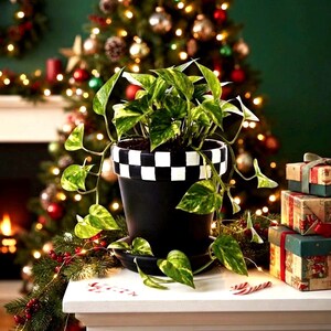 May include: A potted pothos plant with variegated green and yellow heart-shaped leaves sits in a matte black planter featuring a white and black checkered rim. The plant is displayed in a tapered pot with a matching black saucer base.