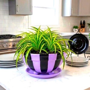 Puede incluir: Una maceta de cerámica redonda con rayas verticales alternas en negro brillante y morado claro. La maceta descansa sobre un plato a juego de color morado claro y contiene una planta cinta con hojas largas y arqueadas verdes y amarillas.