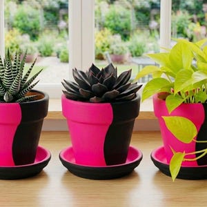 May include: Three potted plants in a row, each in a unique style. The pots are painted in a two-tone design of black and bright pink. The plants include a zebra plant, a dark succulent, and a neon green pothos plant. Each pot sits on a matching saucer.