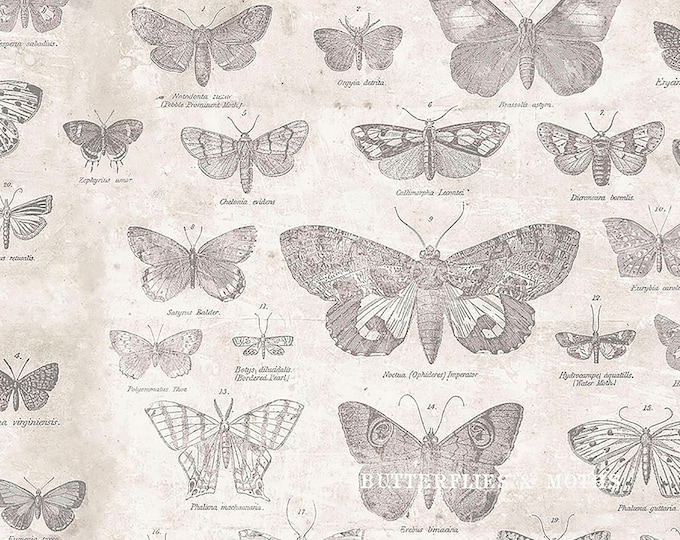 Tim Holtz Monochrome Butterfly Fabric // FreeSpirit PWTH004-PARCHMENT by the Half Yard