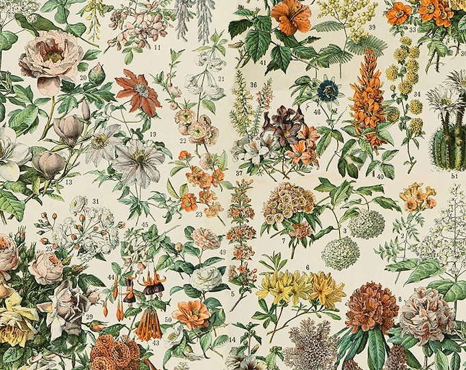 Tim Holtz Orange Palette Botanical Fabric // FreeSpirit PWTH237.ORANGE by the Half Yard